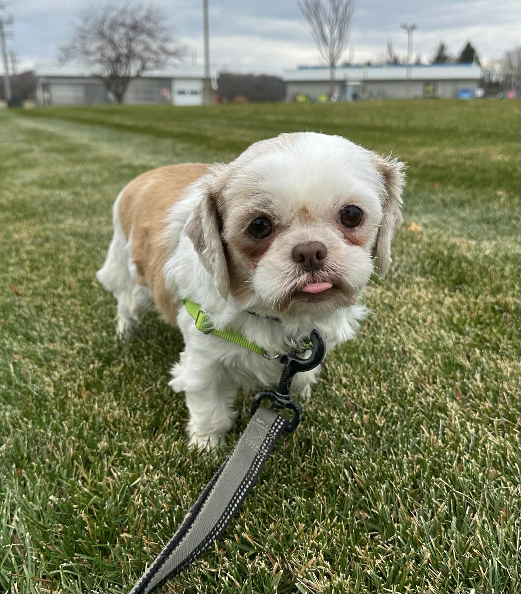 Ophelia - Foster Home Needed