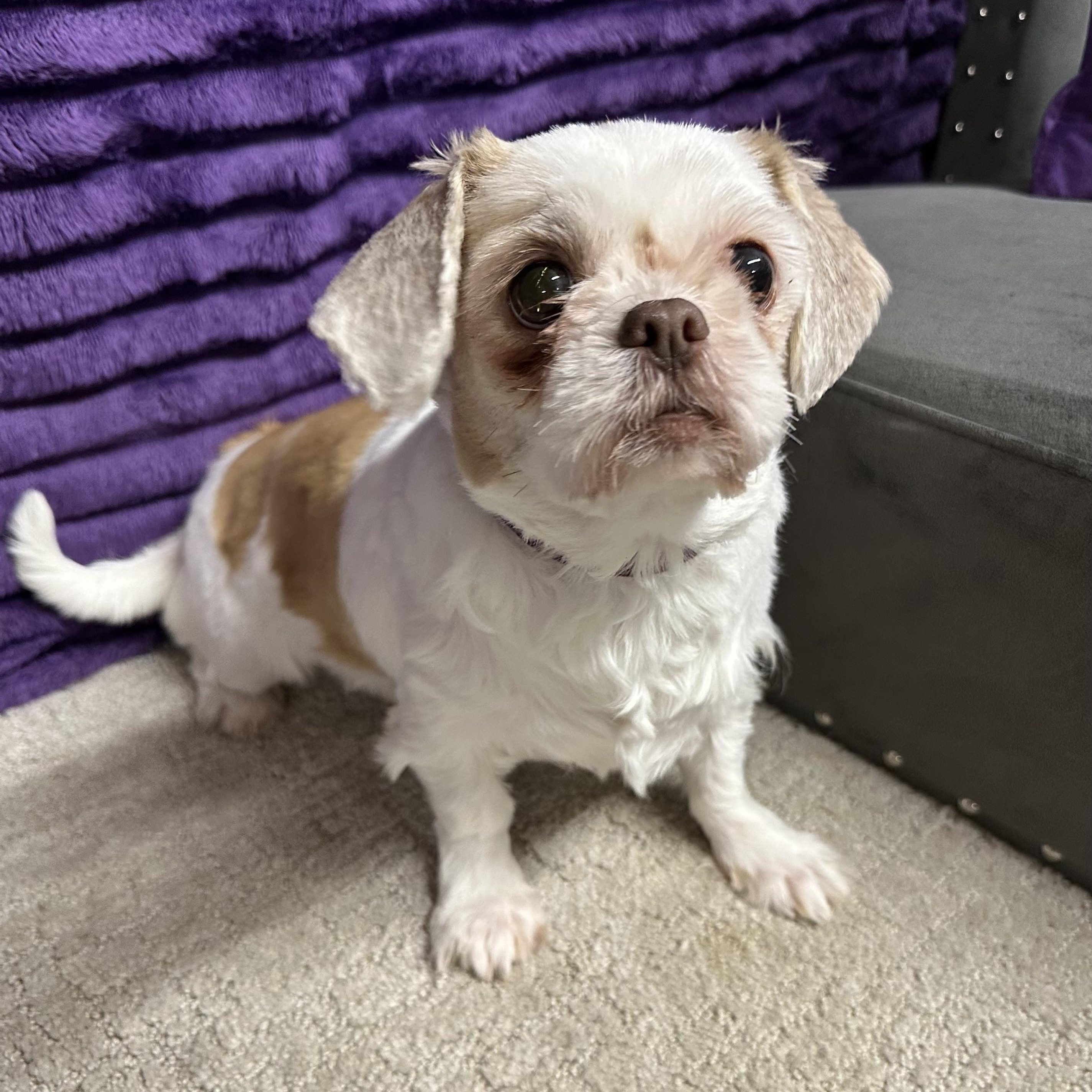 Ophelia - Foster Home Needed