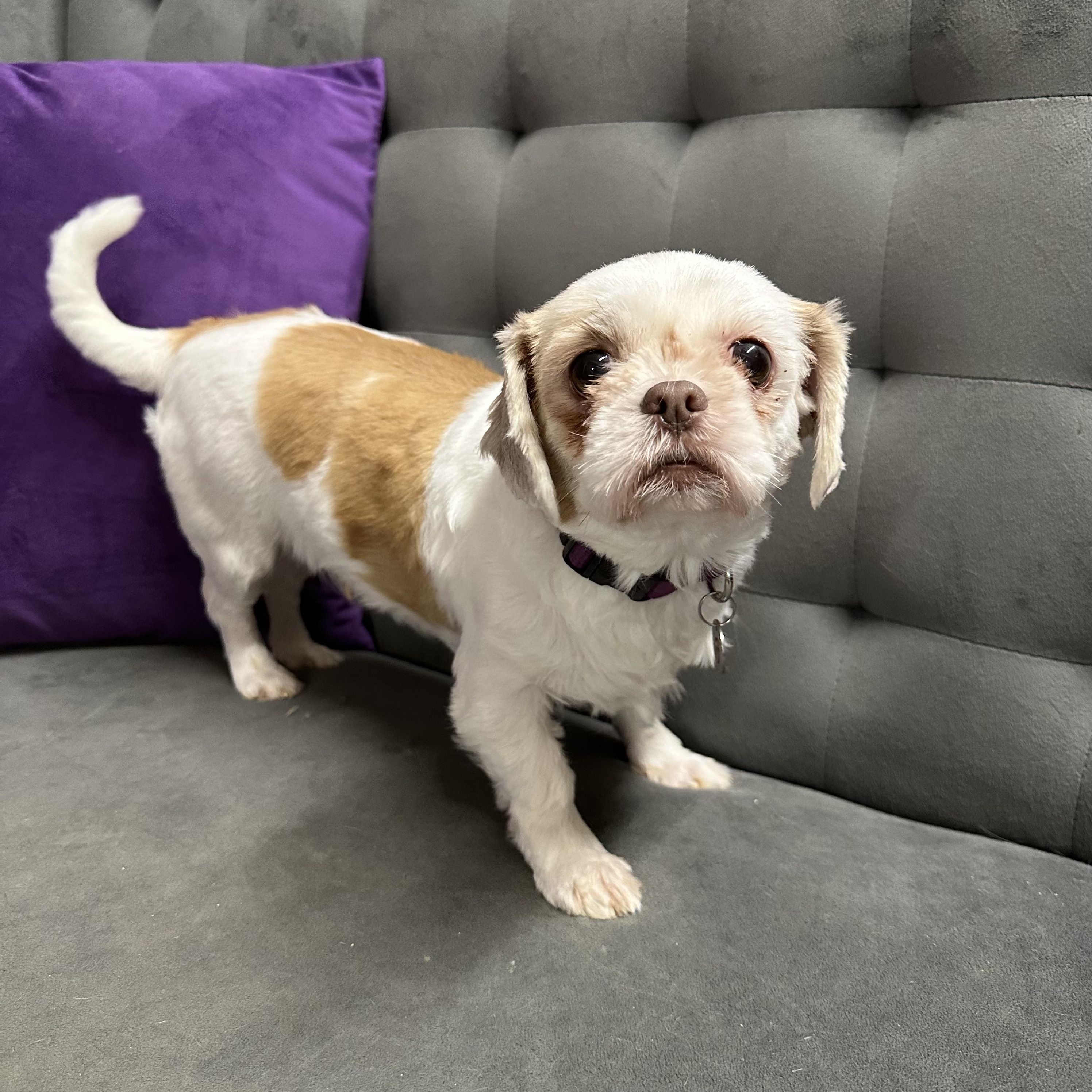 Ophelia - Foster Home Needed