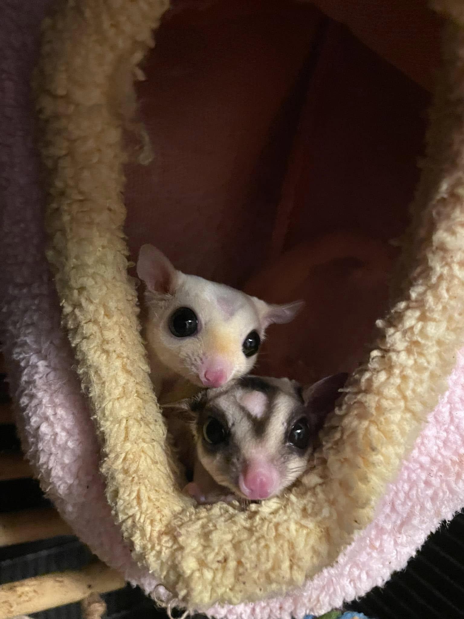Enlarge Winona Glider, a Adoptable Sugar Glider in Sanford, NC image 2/6