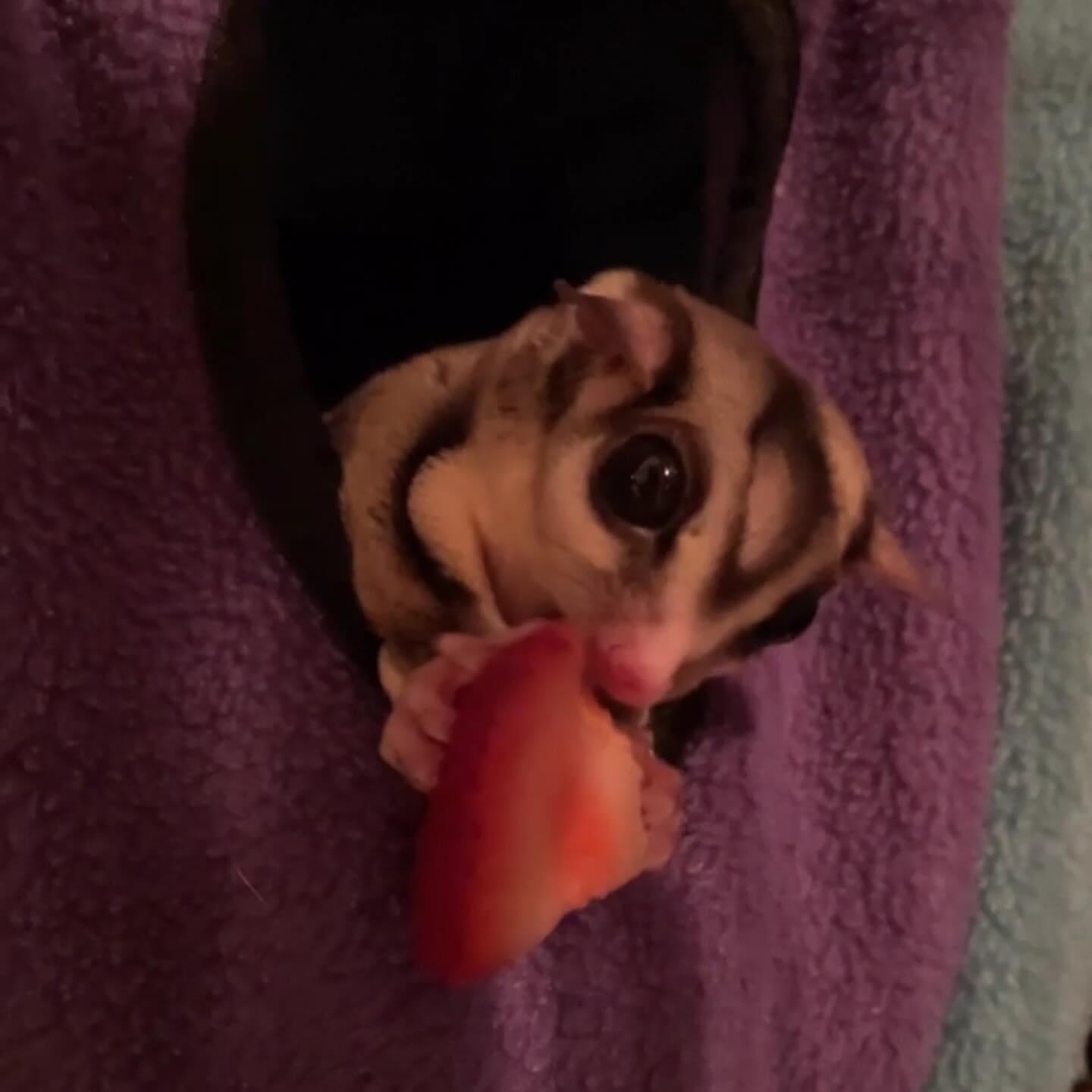 Enlarge Winona Glider, a Adoptable Sugar Glider in Sanford, NC image 1/6