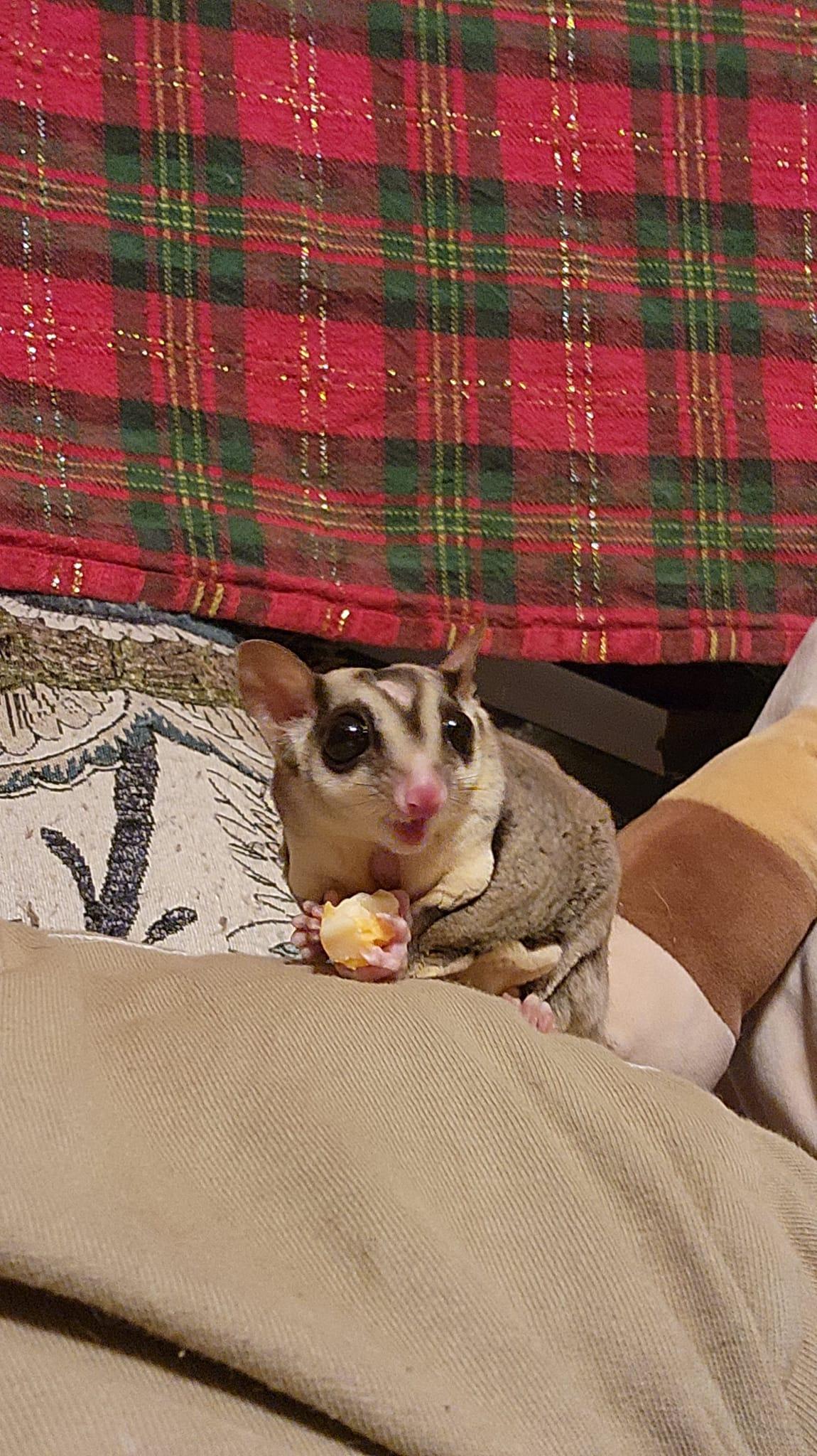 Enlarge Winona Glider, a Adoptable Sugar Glider in Sanford, NC image 3/6