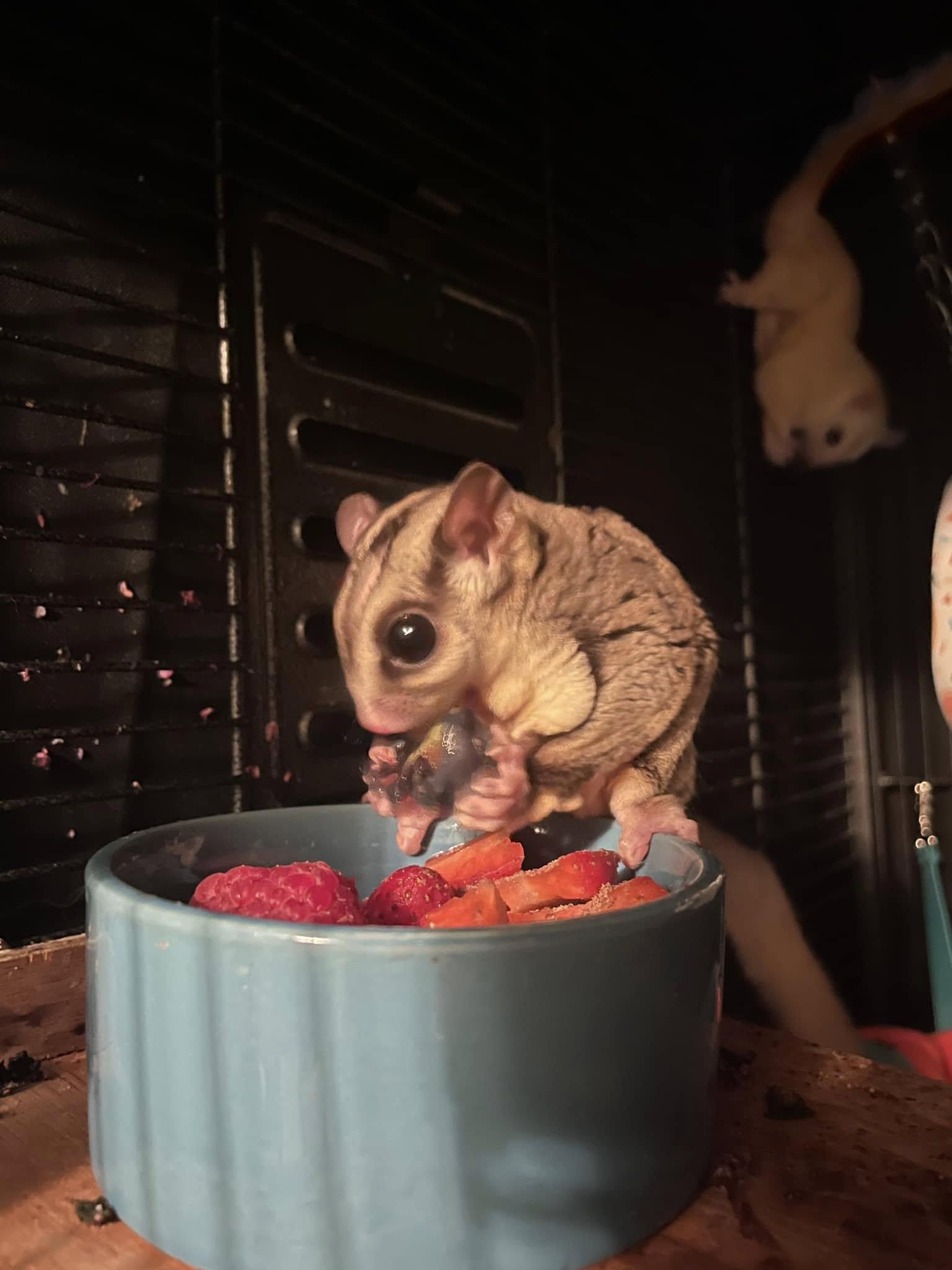 Enlarge Winona Glider, a Adoptable Sugar Glider in Sanford, NC image 4/6