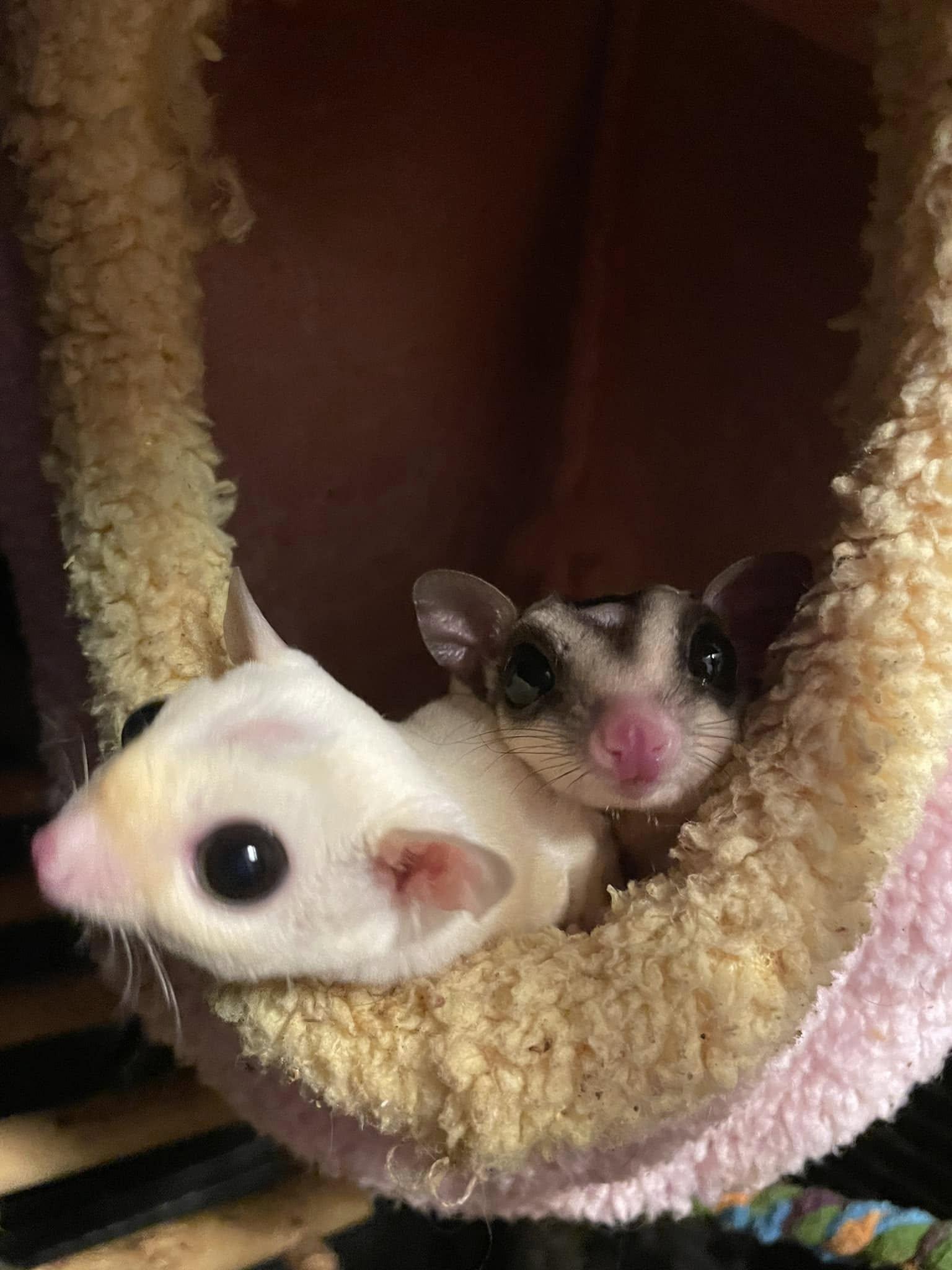 Enlarge Winona Glider, a Adoptable Sugar Glider in Sanford, NC image 6/6