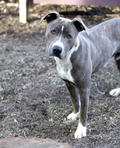 Garbanzo — thumbnail 2