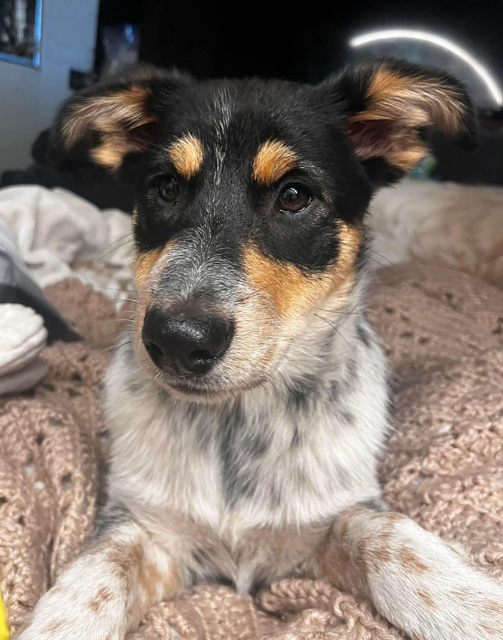 Cowgirl, adopted, Young Female Australian Cattle Dog / Blue Heeler.