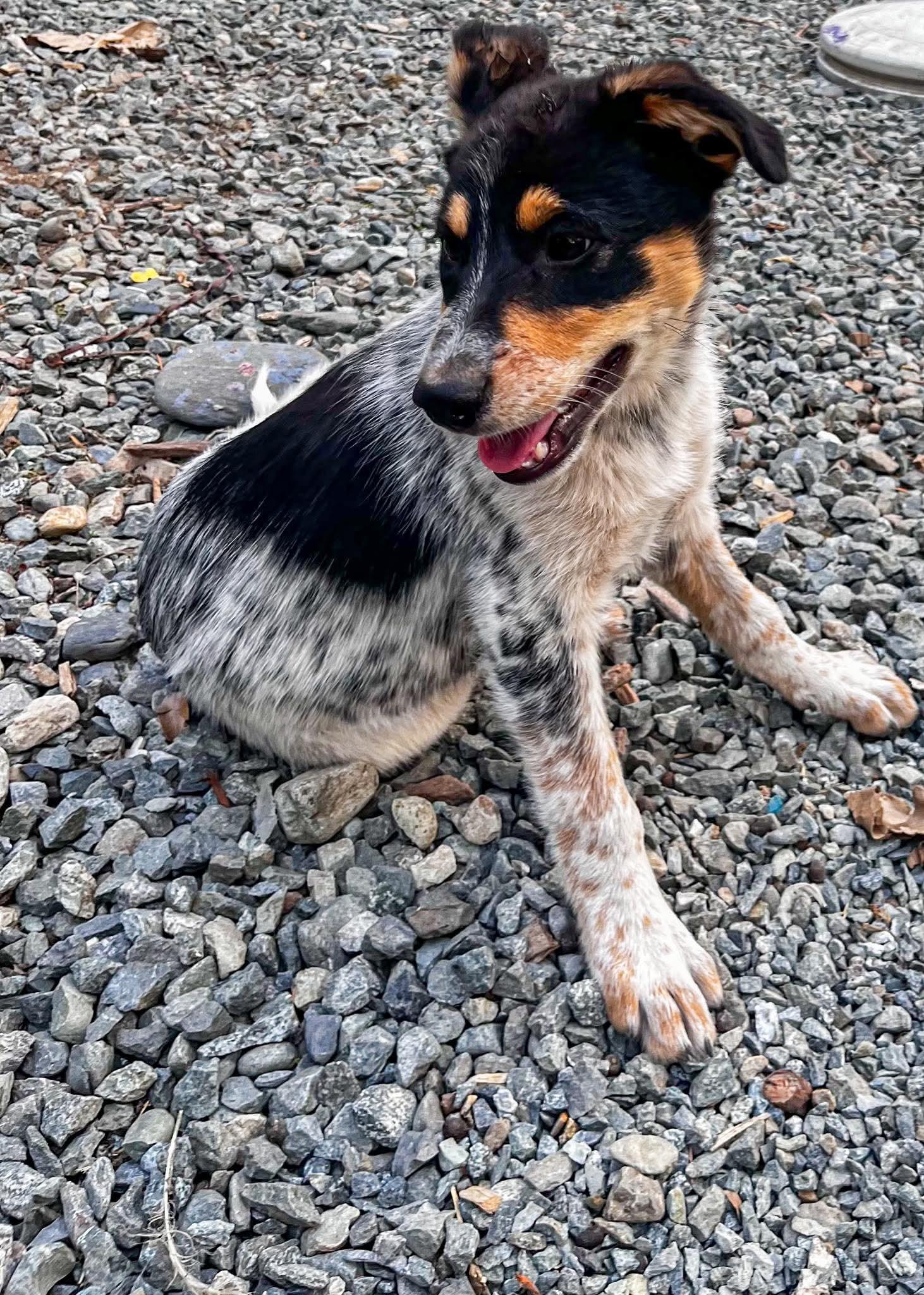 Enlarge Cowgirl, an adopted mixed breed in Hoopa, CA image 2/4