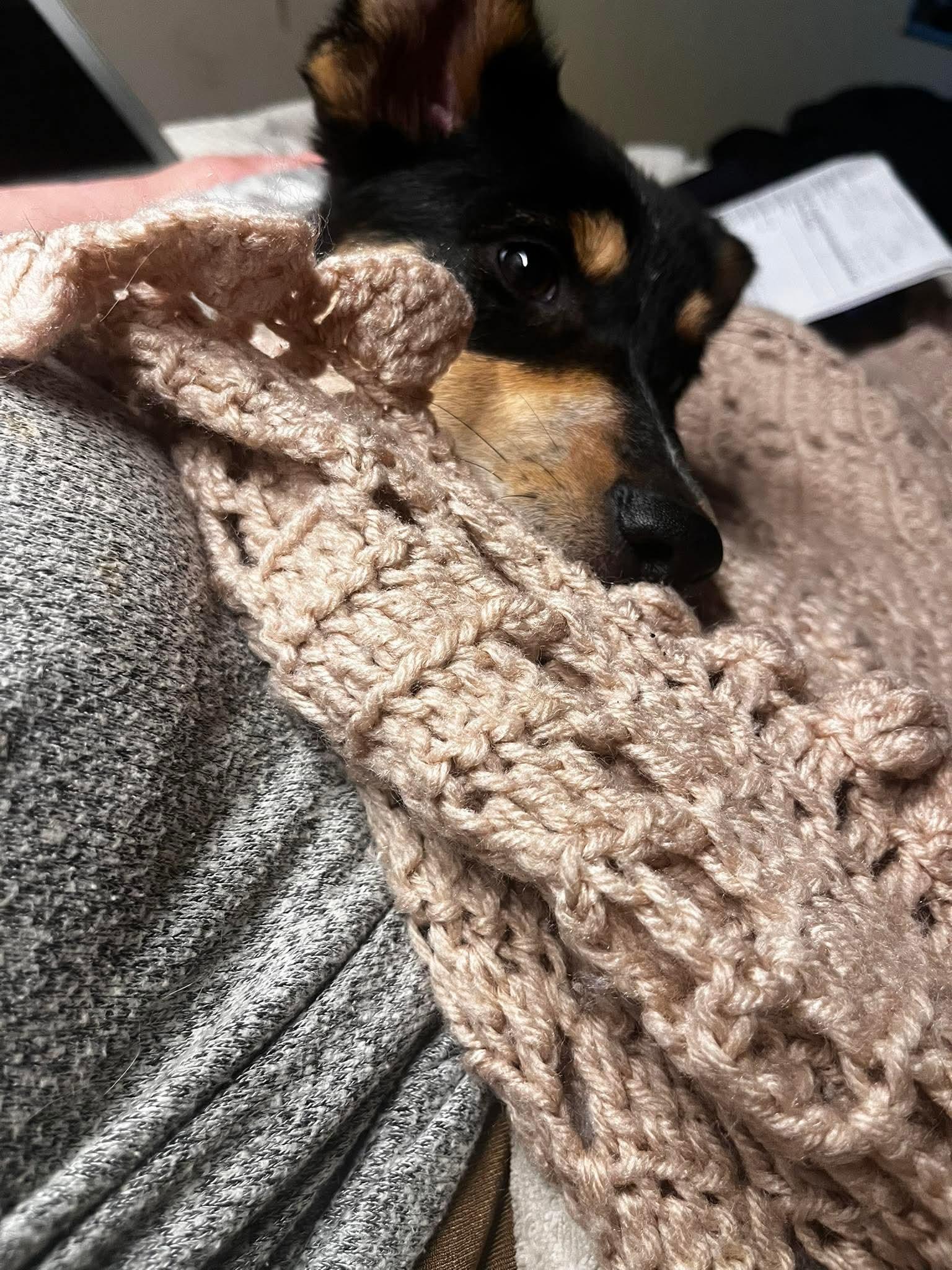 Cowgirl, adopted, Young Female Australian Cattle Dog / Blue Heeler.