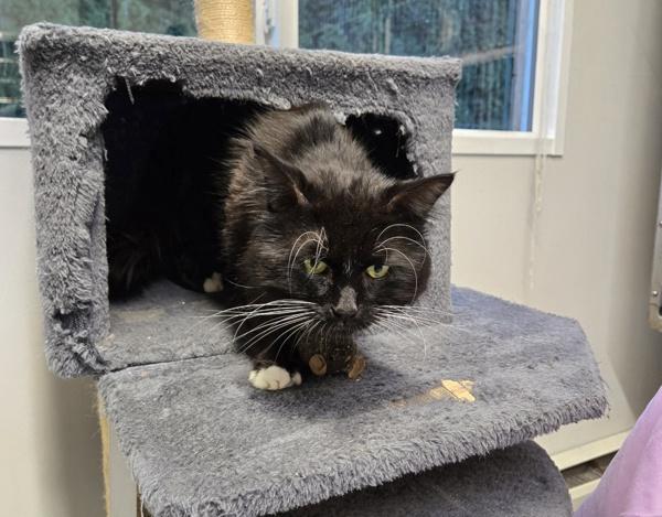 Sterling, Adoptable, Adult Male Domestic Medium Hair.