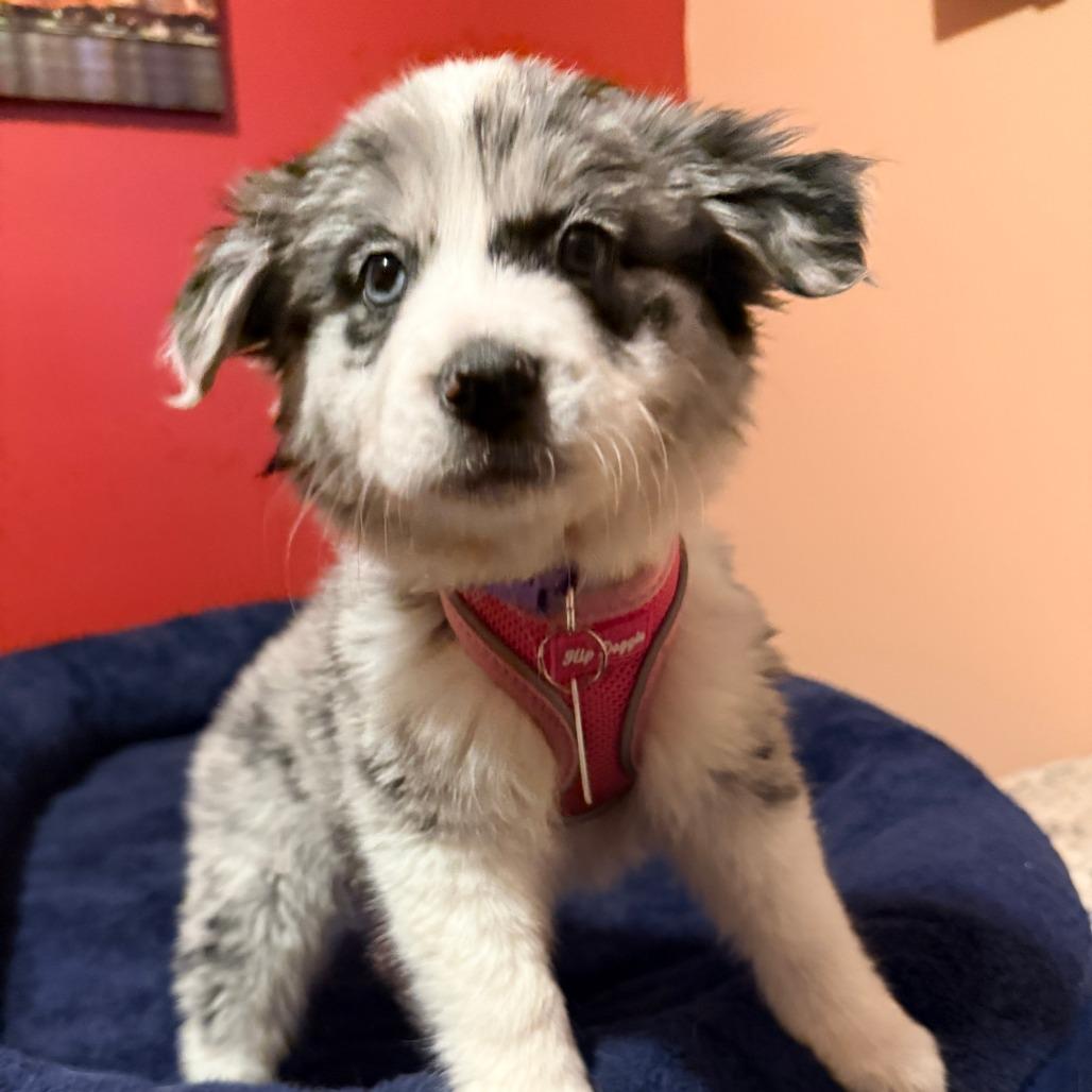 Enlarge Lucy, an adopted Mixed Breed in Chicago, IL image 2/3