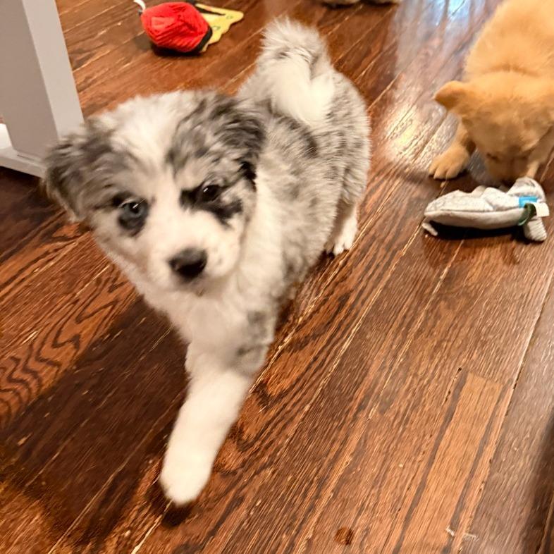 Lucy, adopted, Puppy Female Mixed Breed.