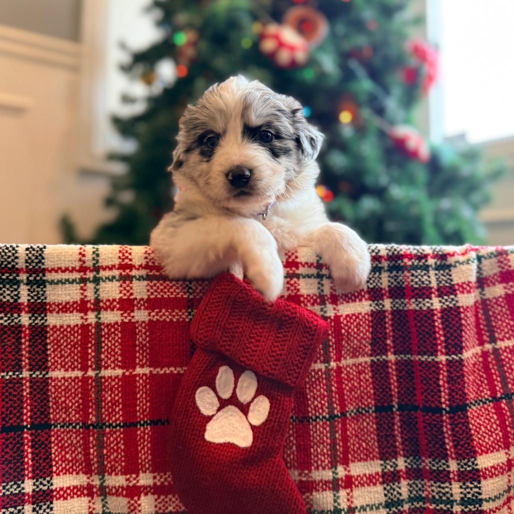 Enlarge Lucy, an adopted Mixed Breed in Chicago, IL image 3/3