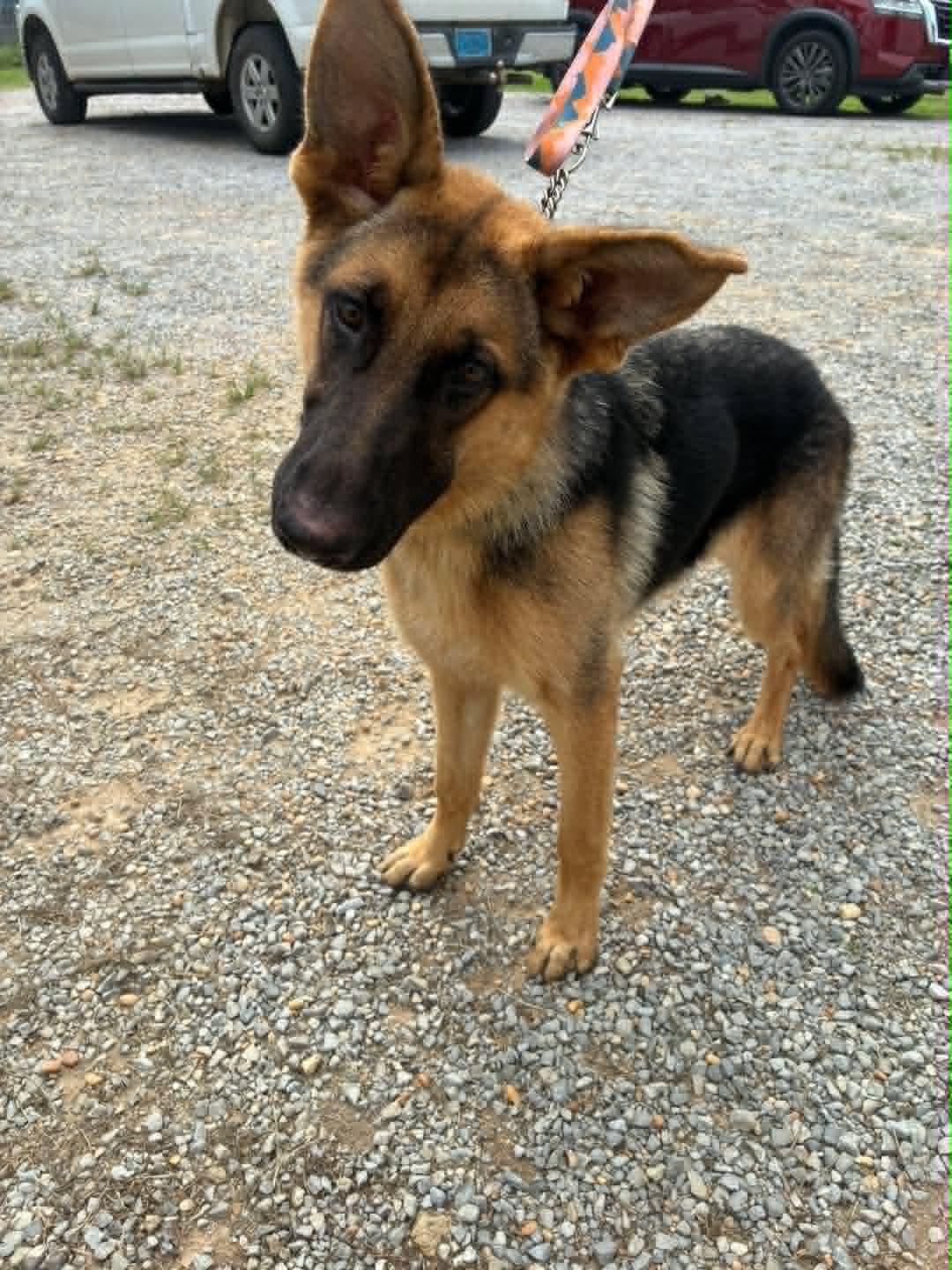Enlarge Molly, a Adoptable German Shepherd Dog in Palm Harbor, FL image 1/1
