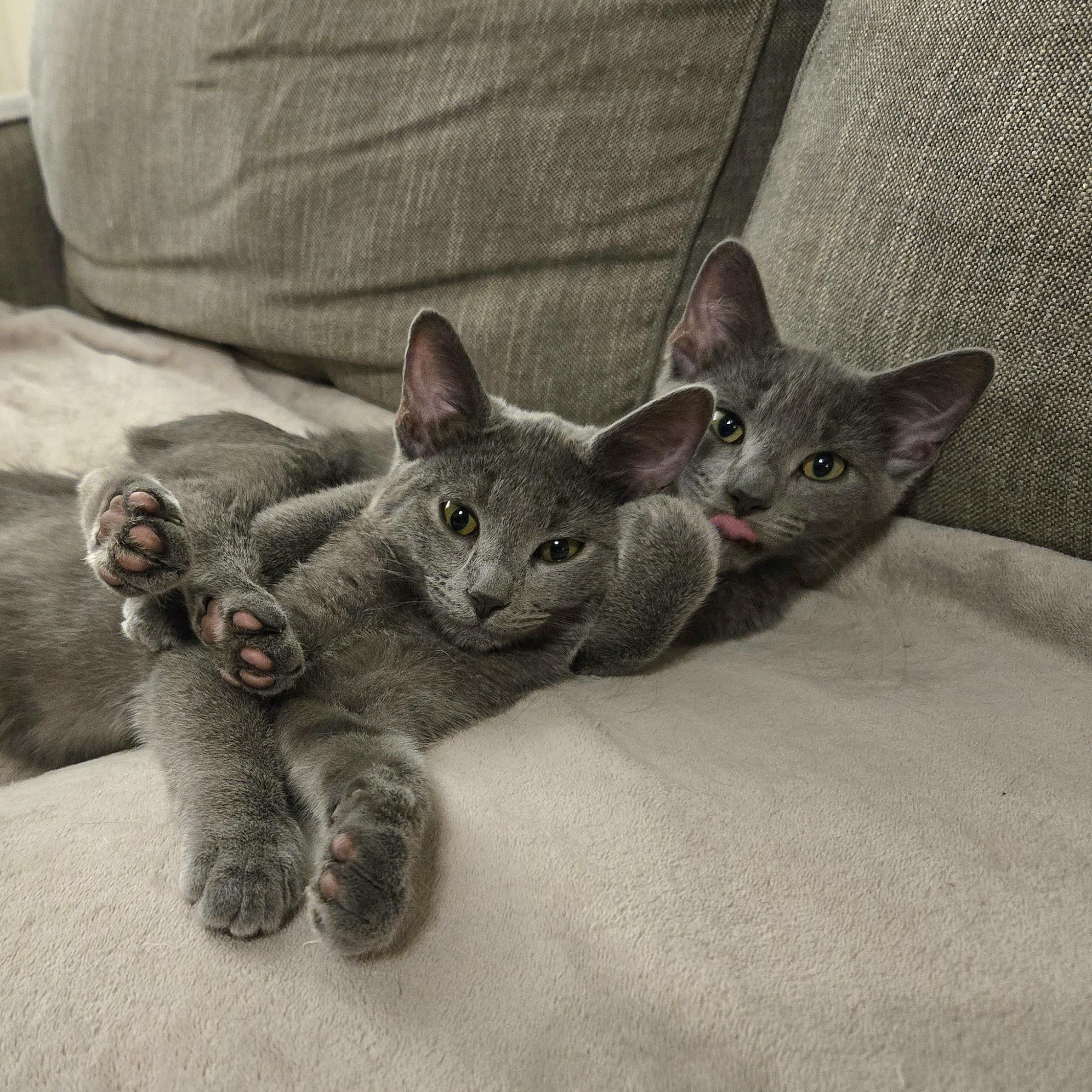 Dharma — thumbnail 2