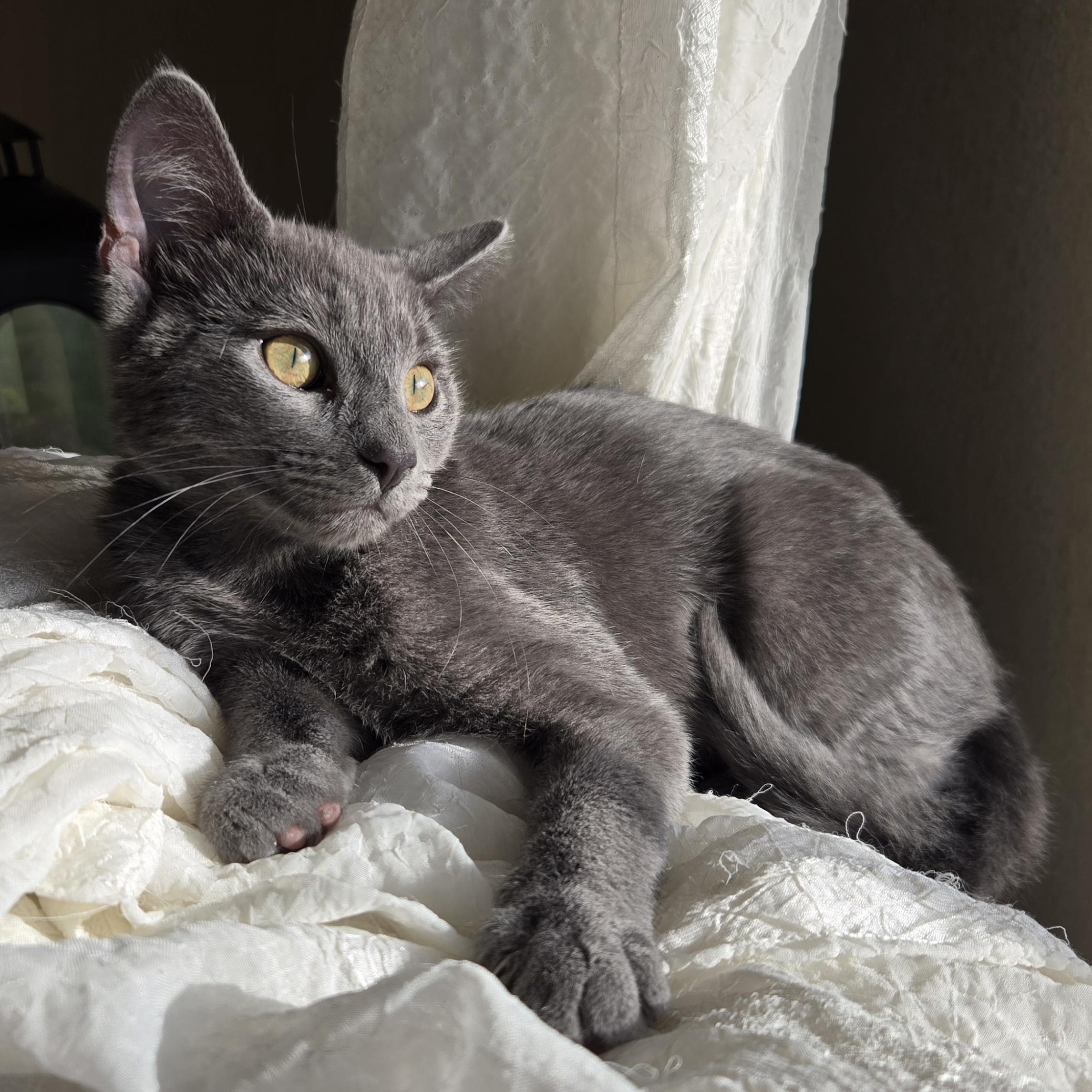 Dharma — thumbnail 3