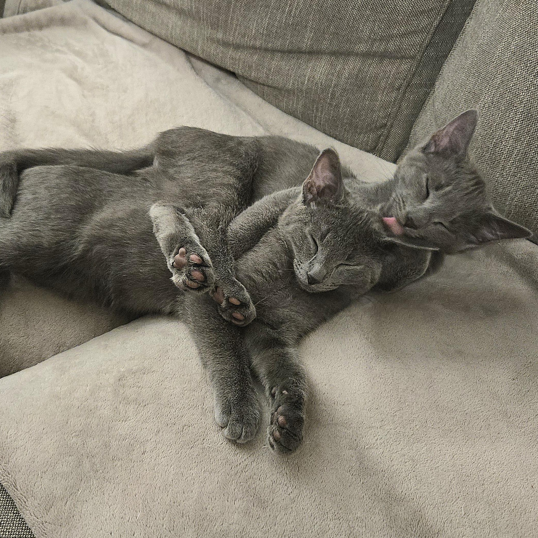 Dharma — thumbnail 4