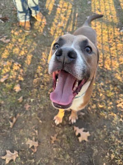 Enlarge Keno (159150) (In a foster home), a ADOPTABLE Mixed Breed in Baton Rouge, LA image 1/4