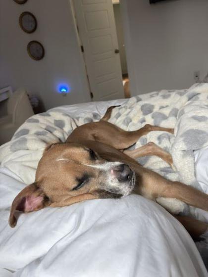 Enlarge Keno (159150) (In a foster home), a ADOPTABLE Mixed Breed in Baton Rouge, LA image 4/4