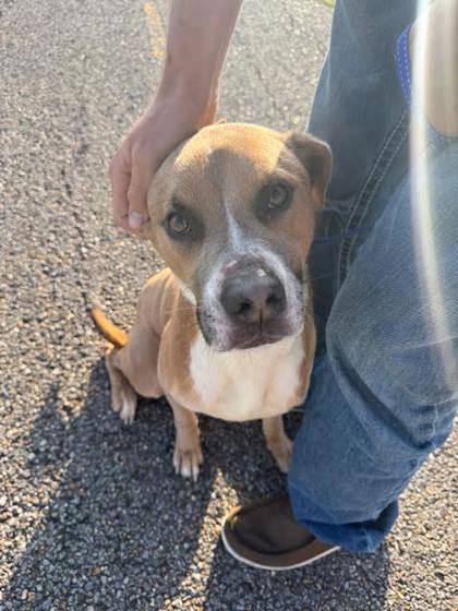 Enlarge Keno (159150) (In a foster home), a ADOPTABLE Mixed Breed in Baton Rouge, LA image 2/4