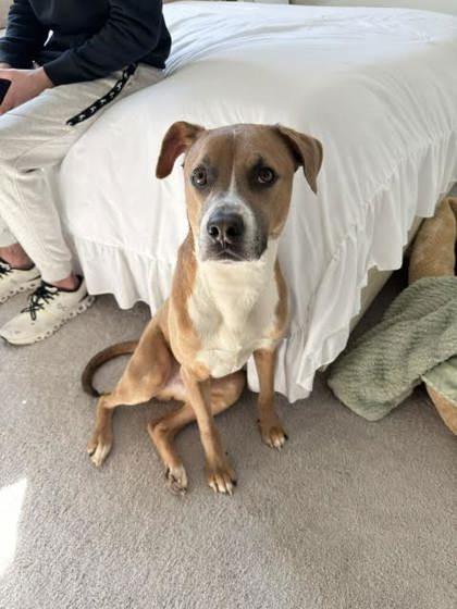 Enlarge Keno (159150) (In a foster home), a ADOPTABLE Mixed Breed in Baton Rouge, LA image 3/4