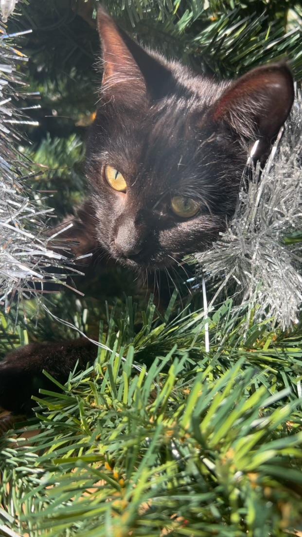 Shadow, Adoptable, Young Female Domestic Short Hair.