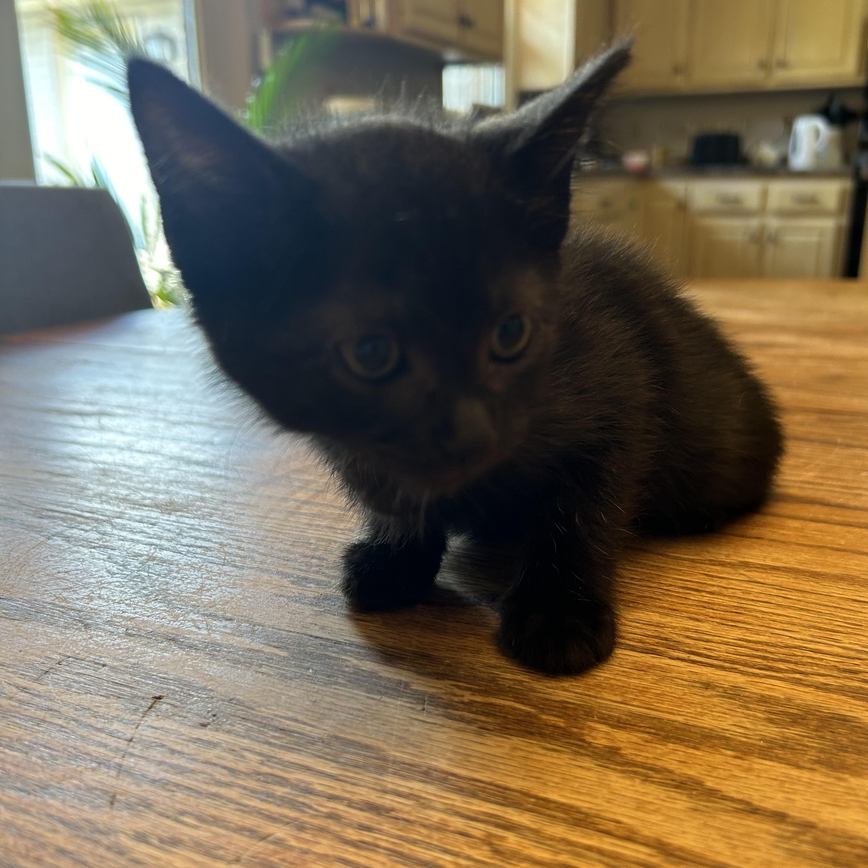 Enlarge Shadow, a Adoptable Domestic Short Hair in Hopkinsville, KY image 2/2
