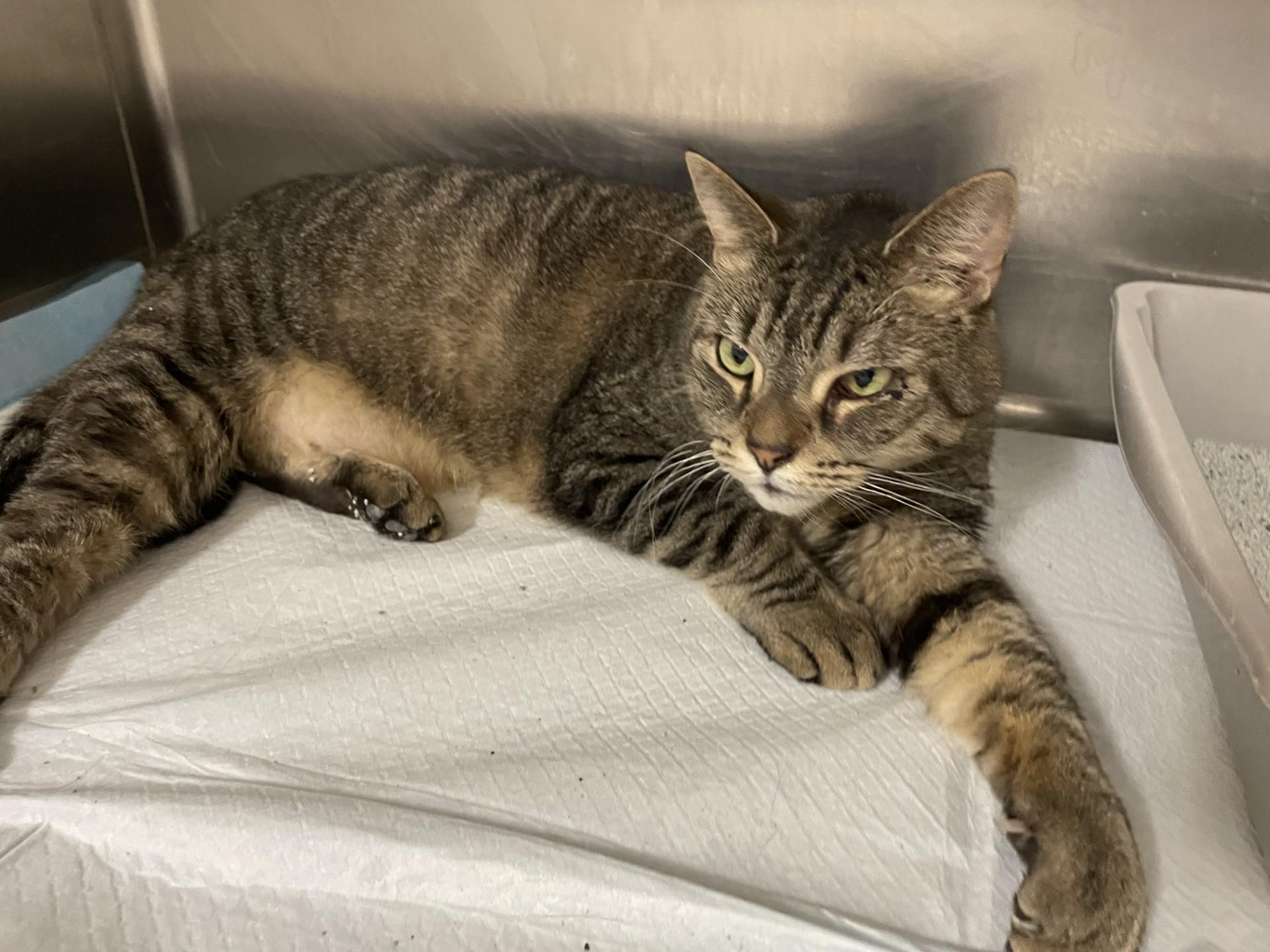 Monkey2168, ADOPTABLE, Adult Male Domestic Short Hair.