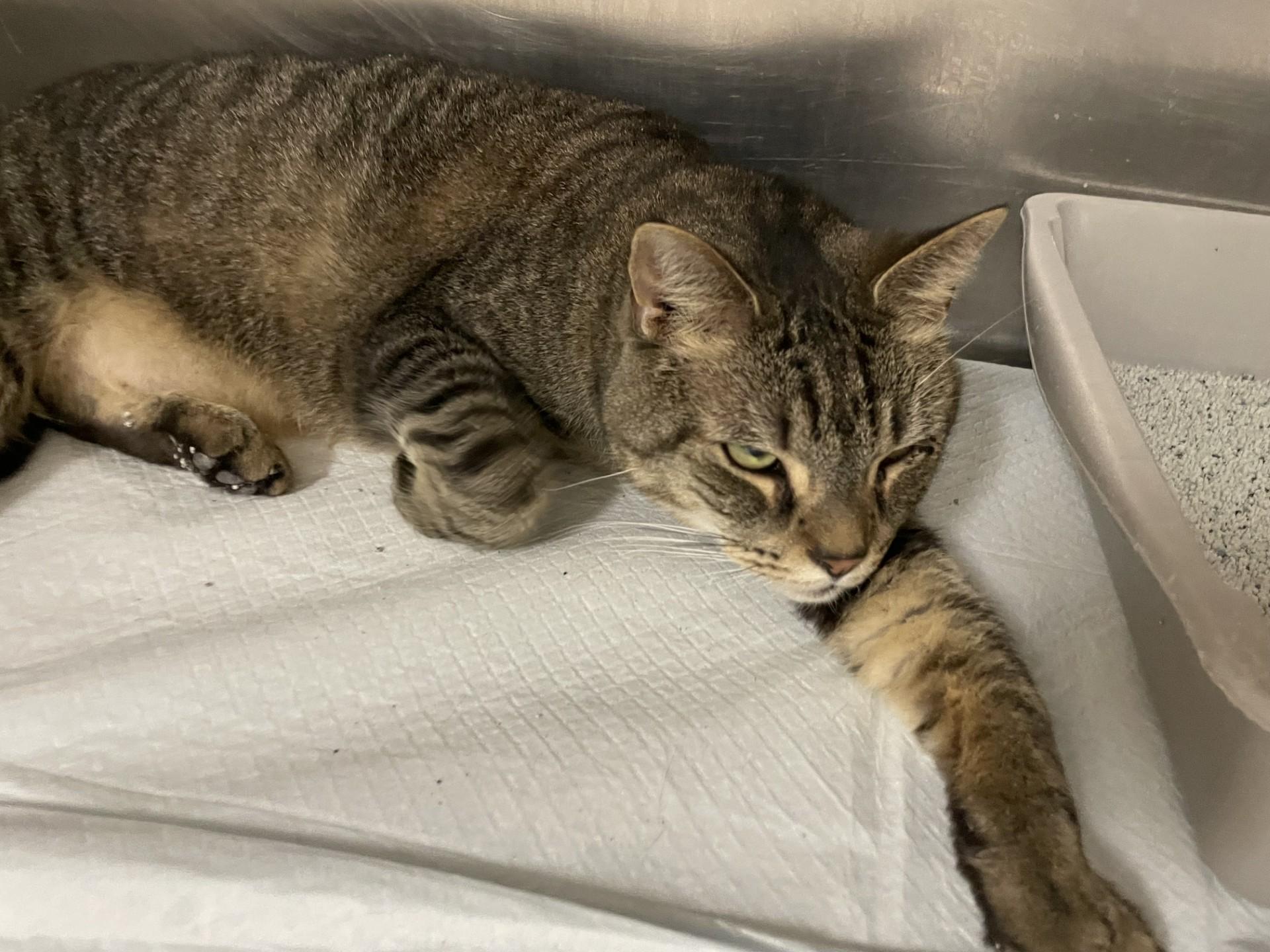 Enlarge Monkey2168, a ADOPTABLE mixed breed in Rocky Mount, NC image 4/4