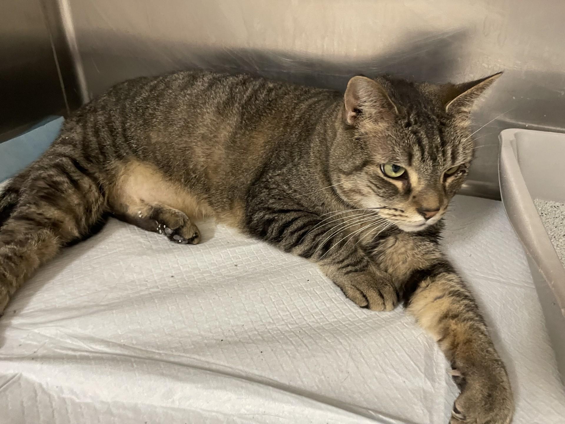 Enlarge Monkey2168, a ADOPTABLE mixed breed in Rocky Mount, NC image 3/4