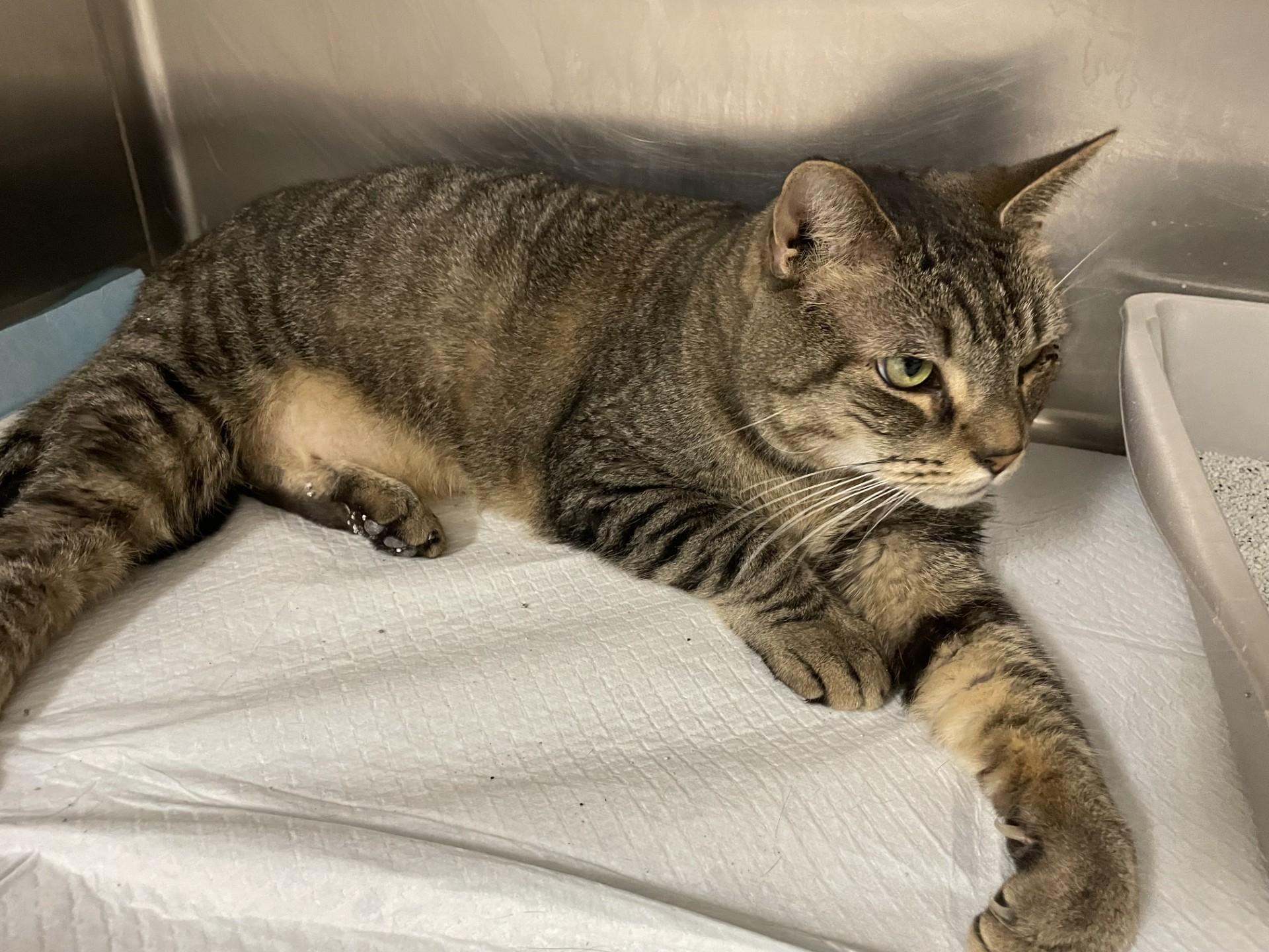 Enlarge Monkey2168, a ADOPTABLE mixed breed in Rocky Mount, NC image 2/4