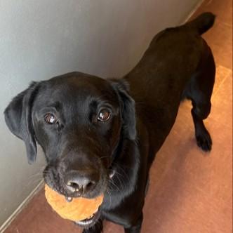 Georgia, Adoptable, Adult Female Labrador Retriever.