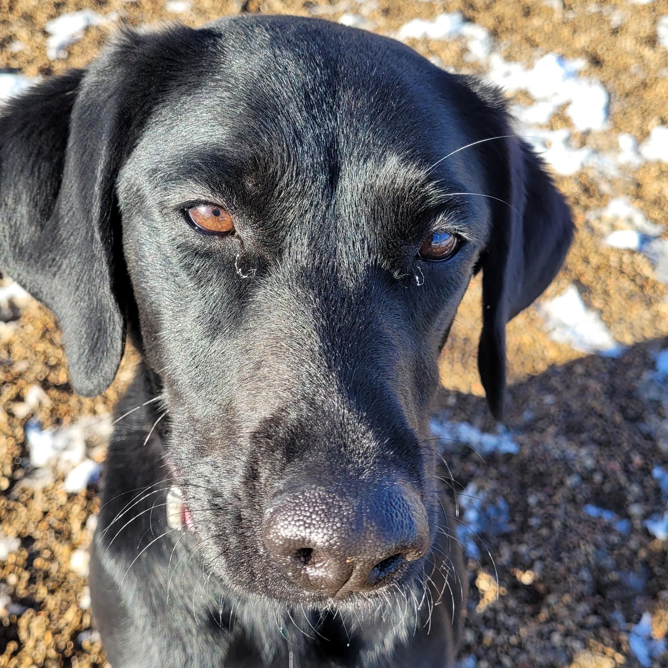 Georgia, a Adoptable mixed breed in Rapid City, SD image 2/4