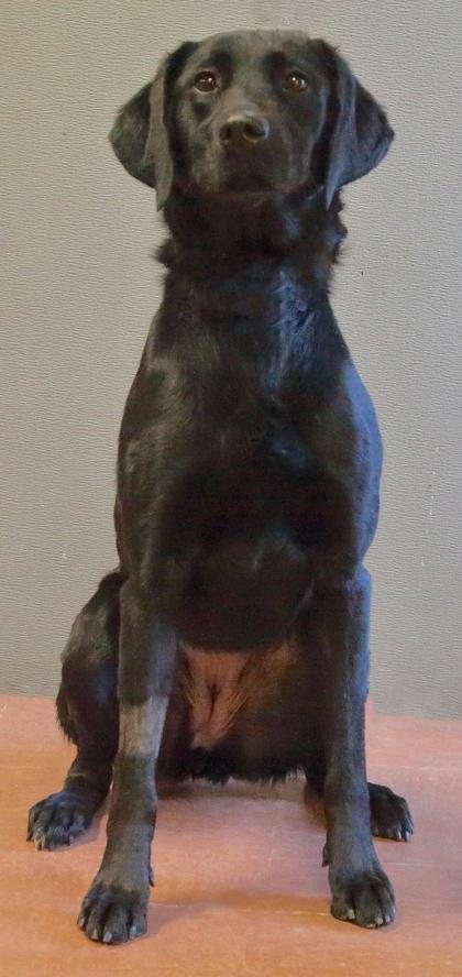 Georgia, a Adoptable mixed breed in Rapid City, SD image 3/4