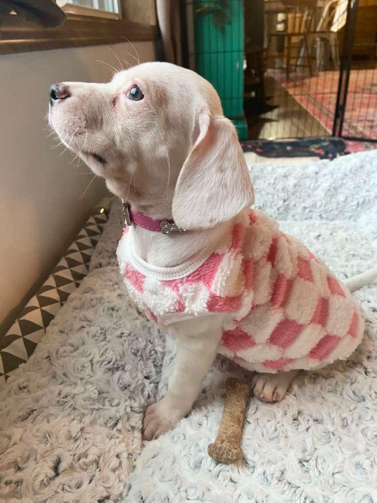 Enlarge Crème Brûlée, an adopted mixed breed in Bensalem, PA image 3/3