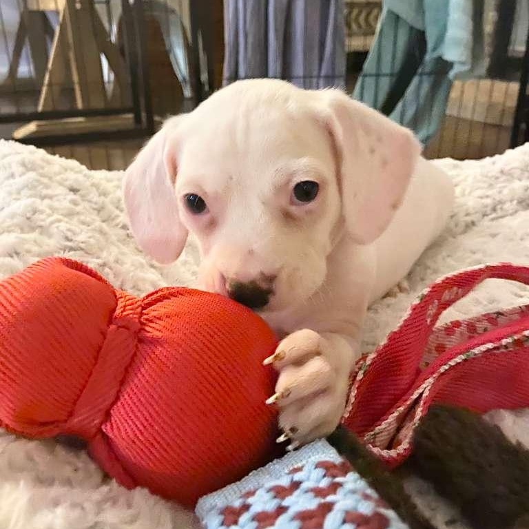 Crème Brûlée, adopted, Puppy Female American Staffordshire Terrier.