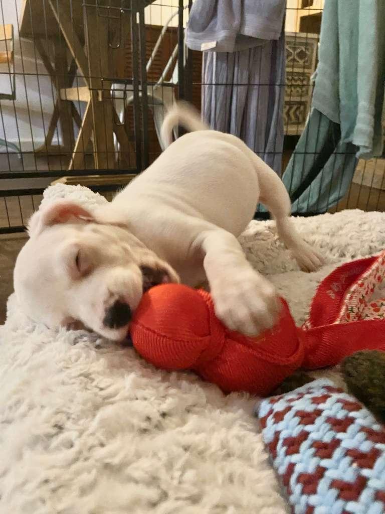 Enlarge Crème Brûlée, an adopted mixed breed in Bensalem, PA image 2/3