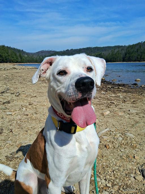 Enlarge FINN, a Adoptable mixed breed in Hagerstown, MD image 1/1