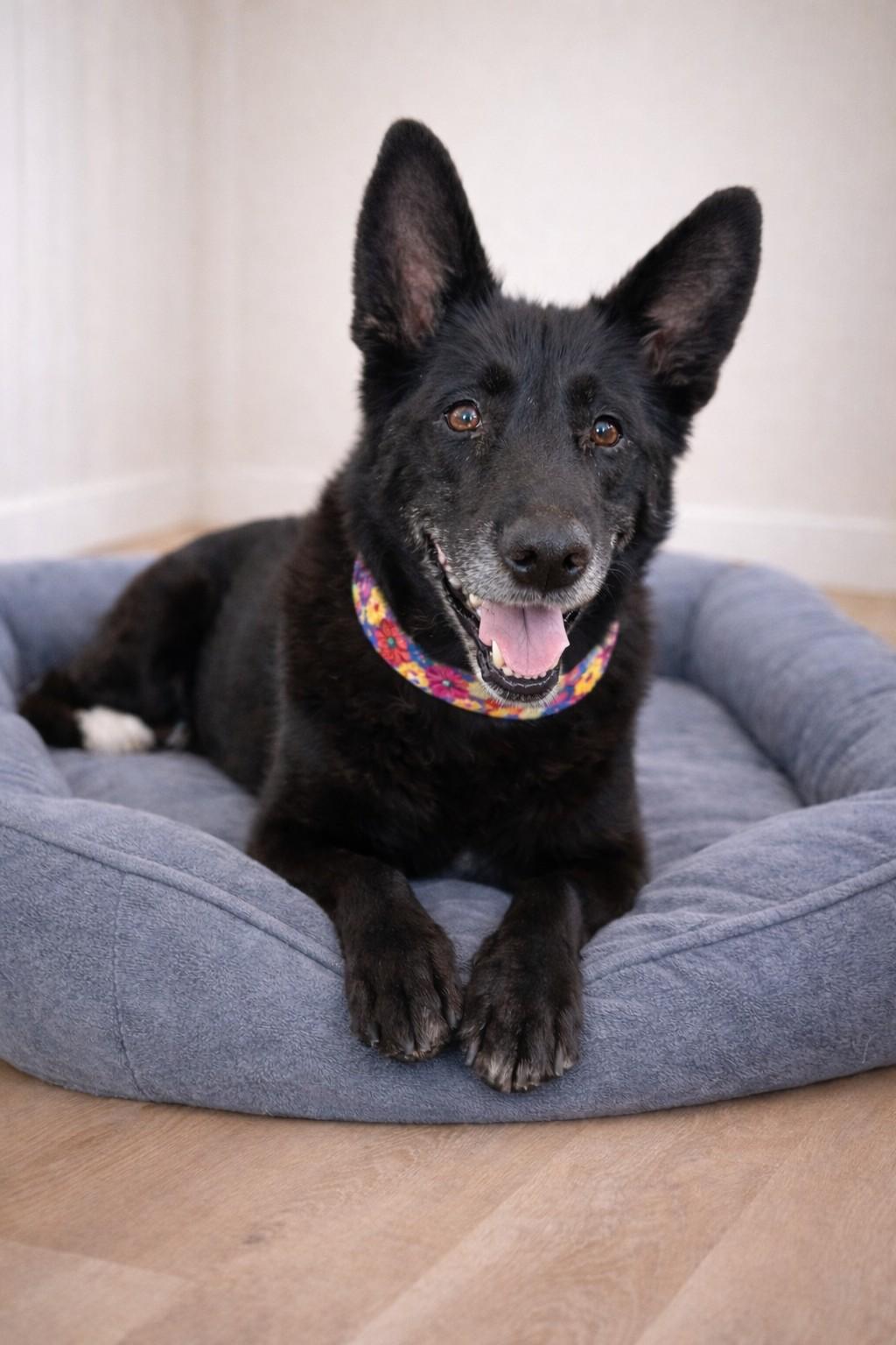 Lyla, Adoptable, Senior Female German Shepherd Dog.