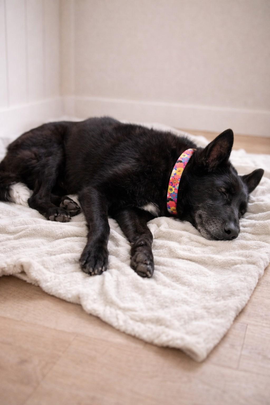 Enlarge Lyla, a Adoptable mixed breed in Chesterfield, MO image 5/5