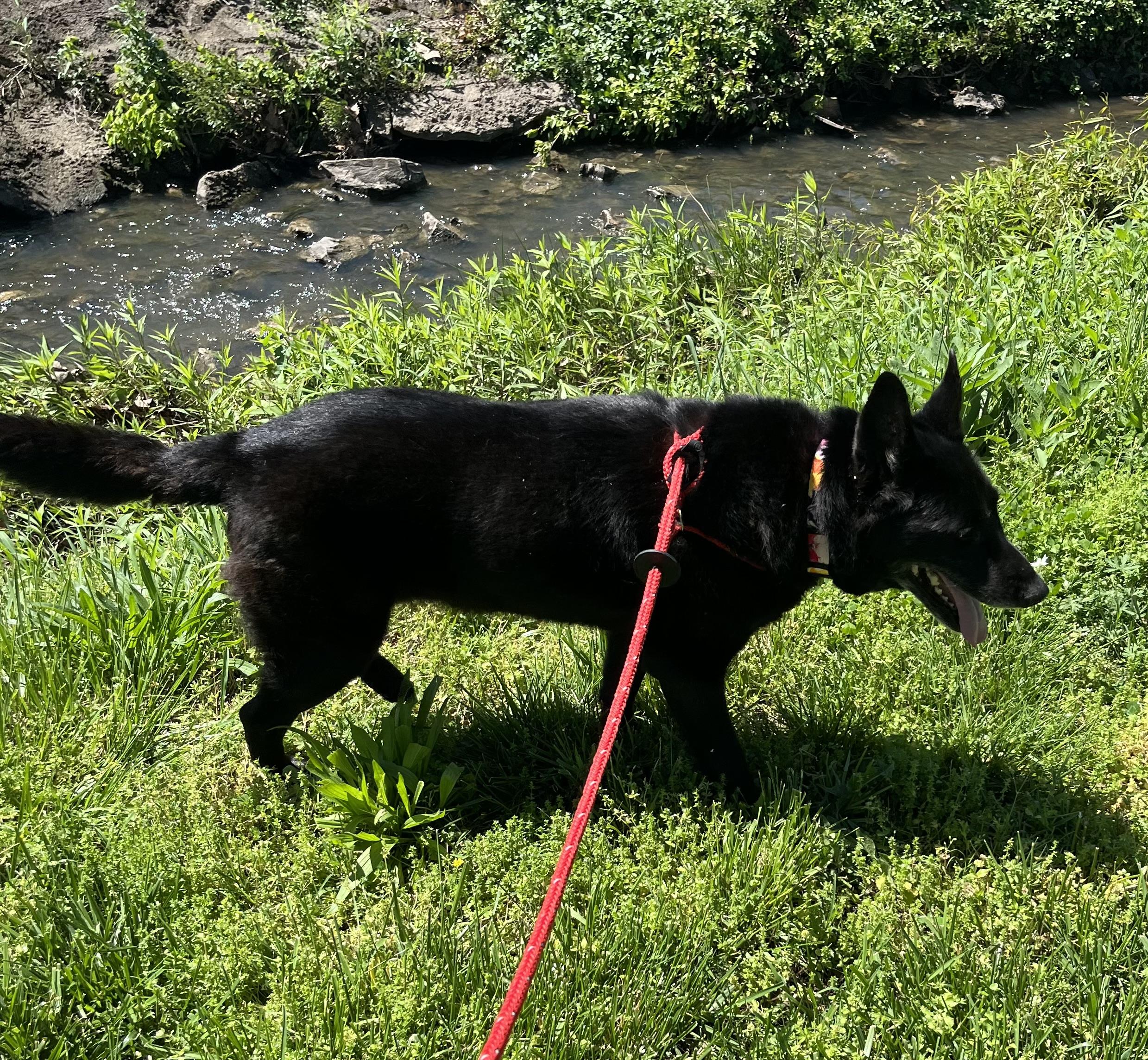 Enlarge Lyla, a Adoptable mixed breed in Chesterfield, MO image 2/5