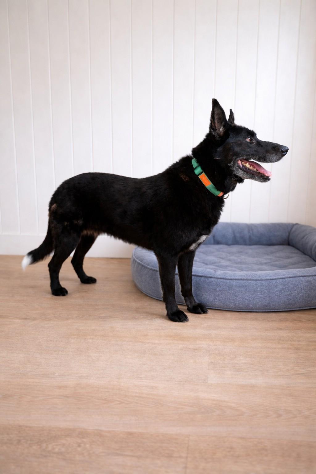 Enlarge Lyla, a Adoptable mixed breed in Chesterfield, MO image 4/5