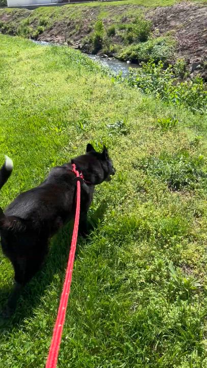 Enlarge Lyla, a Adoptable mixed breed in Chesterfield, MO video 3/5