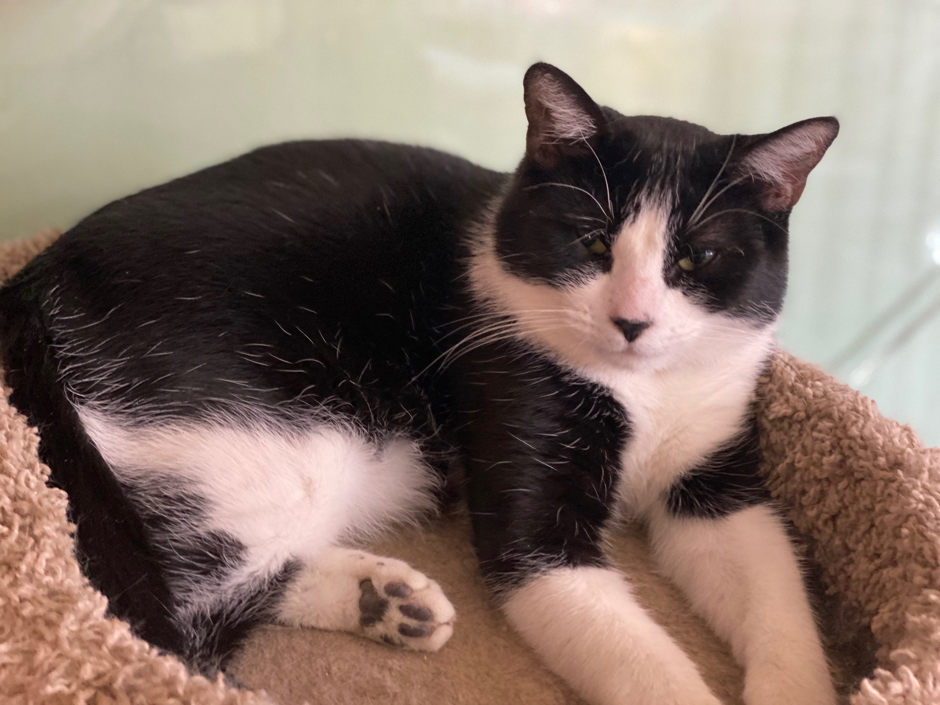 Roman, Adoptable, Adult Male Domestic Short Hair.