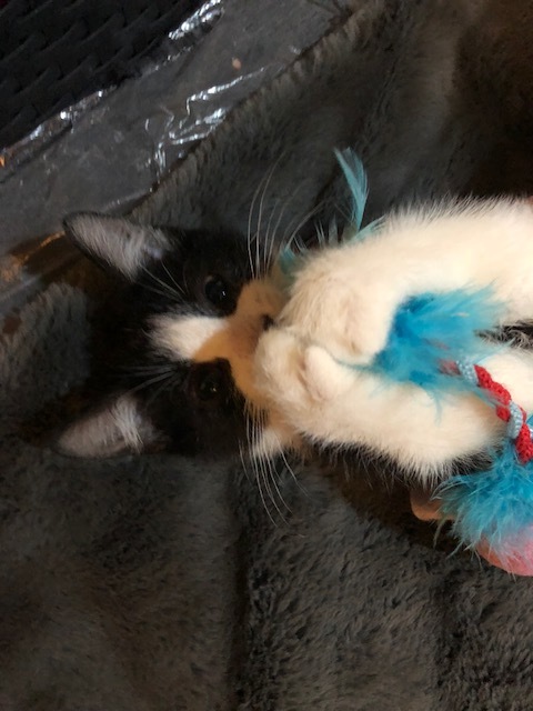 Roman, a Adoptable Domestic Short Hair in Westfield, NJ image 2/12