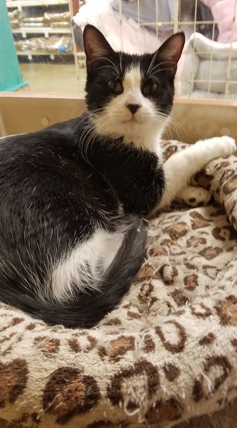 Roman, a Adoptable Domestic Short Hair in Westfield, NJ image 3/12