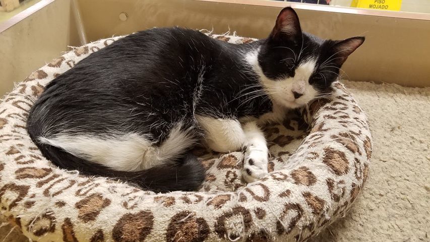 Roman, a Adoptable Domestic Short Hair in Westfield, NJ image 4/12