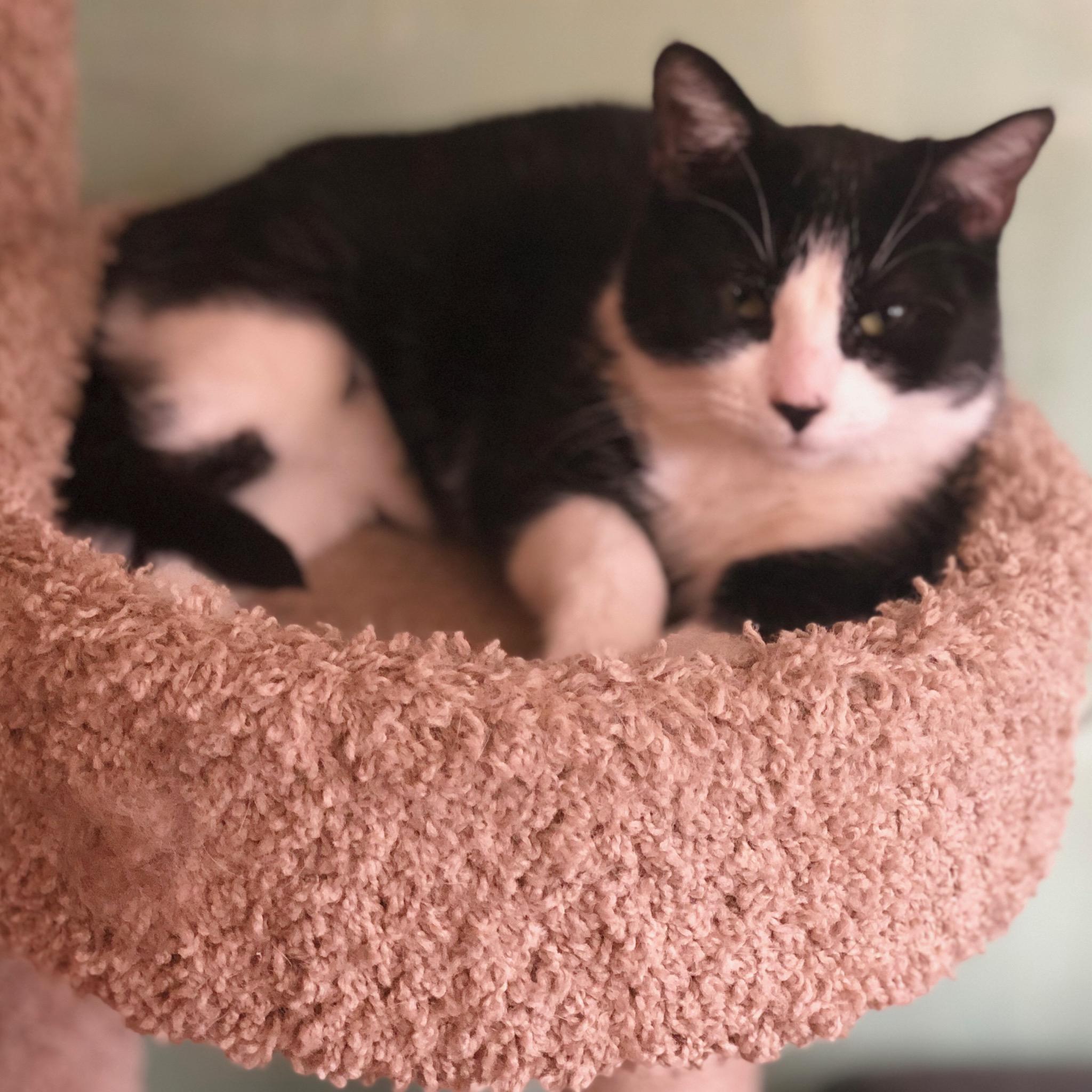 Roman, a Adoptable Domestic Short Hair in Westfield, NJ image 5/12