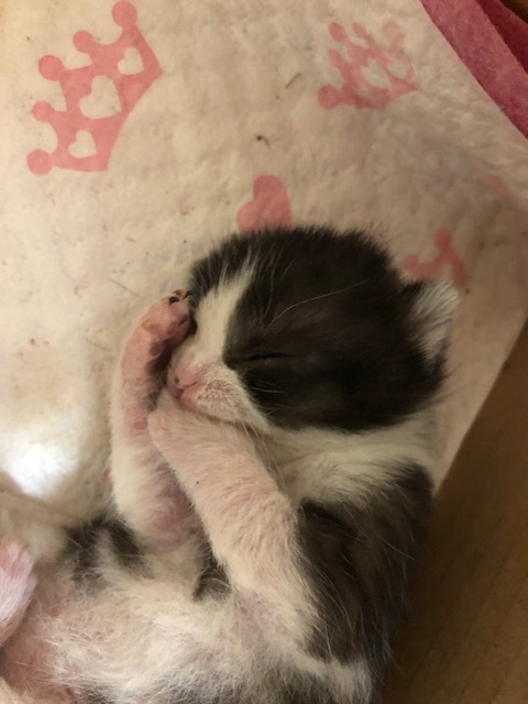 Roman, a Adoptable Domestic Short Hair in Westfield, NJ image 6/12