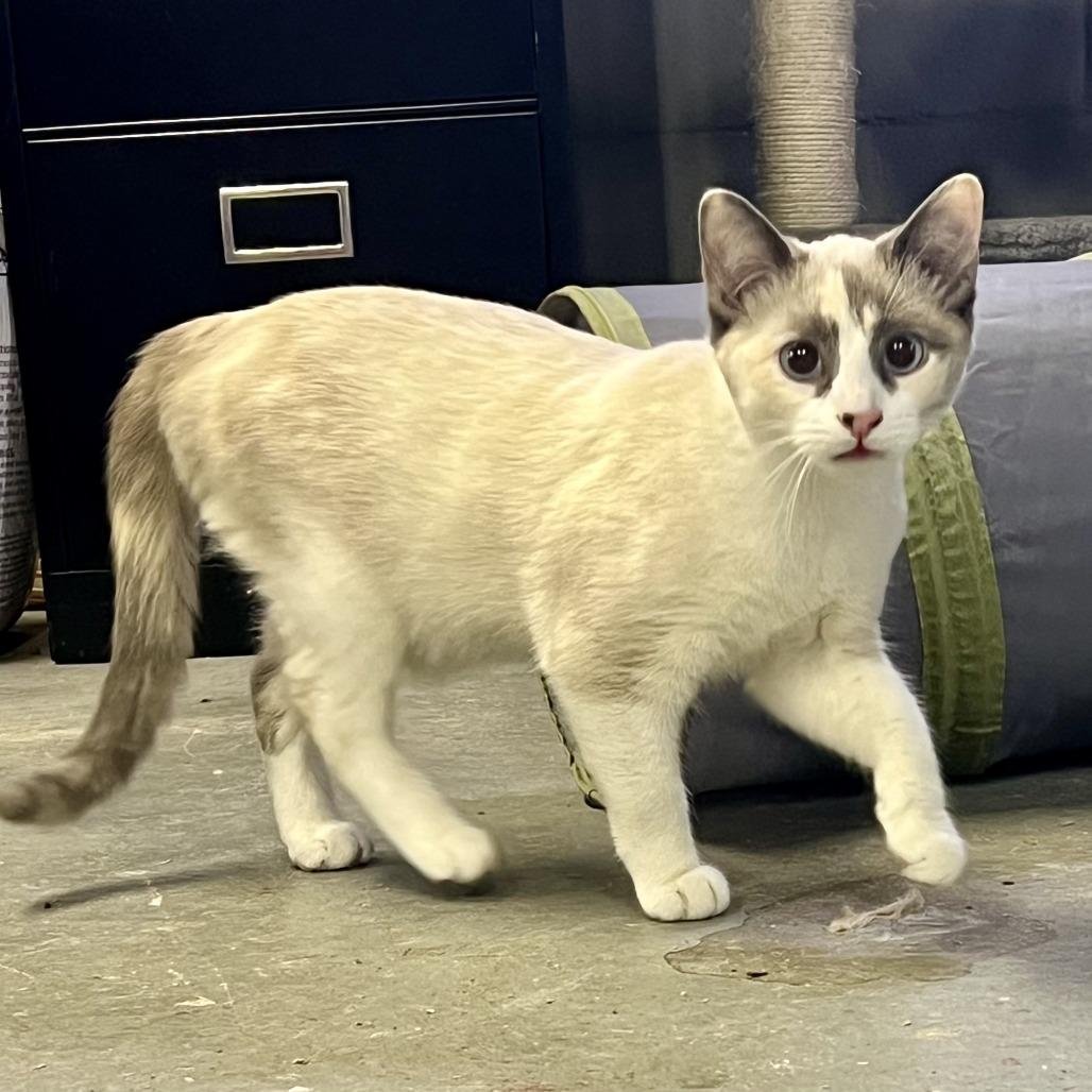 Darling, Adoptable, Adult Female Domestic Short Hair.