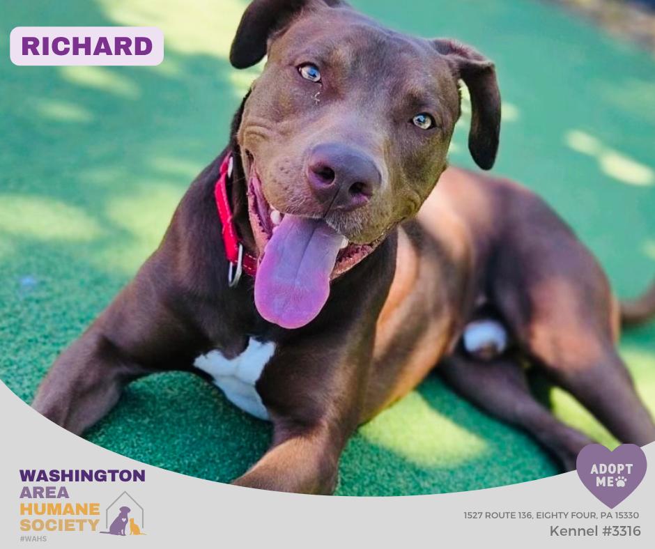 Enlarge Richard, a ADOPTABLE mixed breed in Eighty Four, PA image 1/1